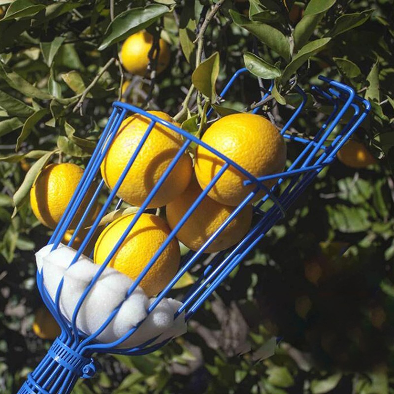 Deep Basket Fruit Picker Head  - đánh giá và giá Gardening Tools Basket