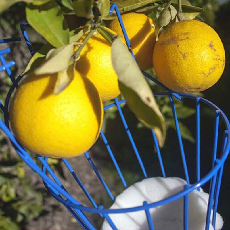 Deep Basket Fruit Picker Head  - đánh giá và giá Gardening Tools Basket