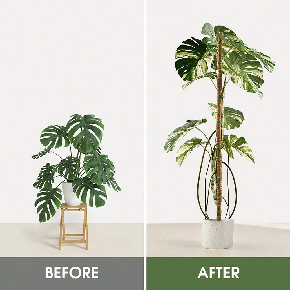 Moss Pole for Plants Monstera  - đánh giá và giá Gardening Tools Kids